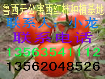 大量供应以色列大红果