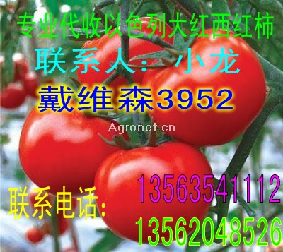 专业代收以色列大红西红柿