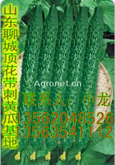 大量供应油亮型黄瓜