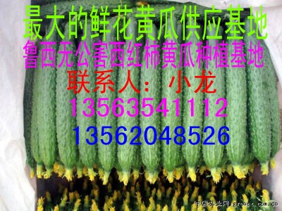 供应顶花带刺黄瓜生产基地大量上市