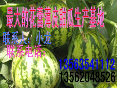 大量供应秋季花蕾甜瓜 头茬瓜大量上市