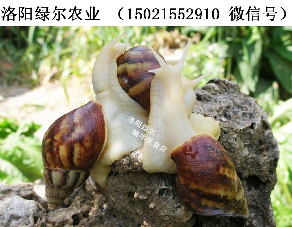鲜活白玉蜗牛/法国蜗牛