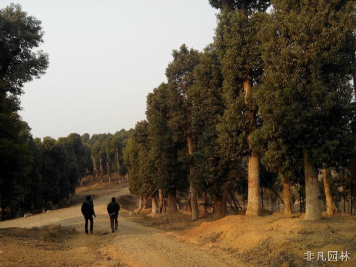 湖南香樟树生产基地湖南香樟树供应厂家