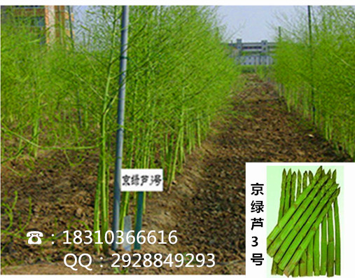 京绿芦3号-优质高产芦笋种子