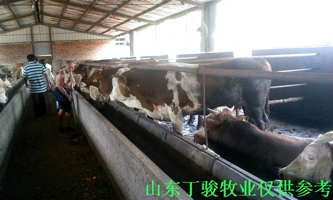 山东肉牛养殖场