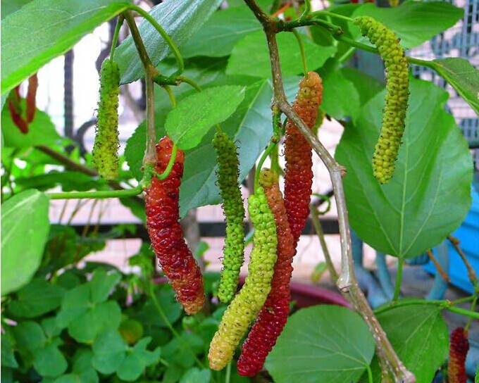 台湾疑冻死10人.htm新消息评论