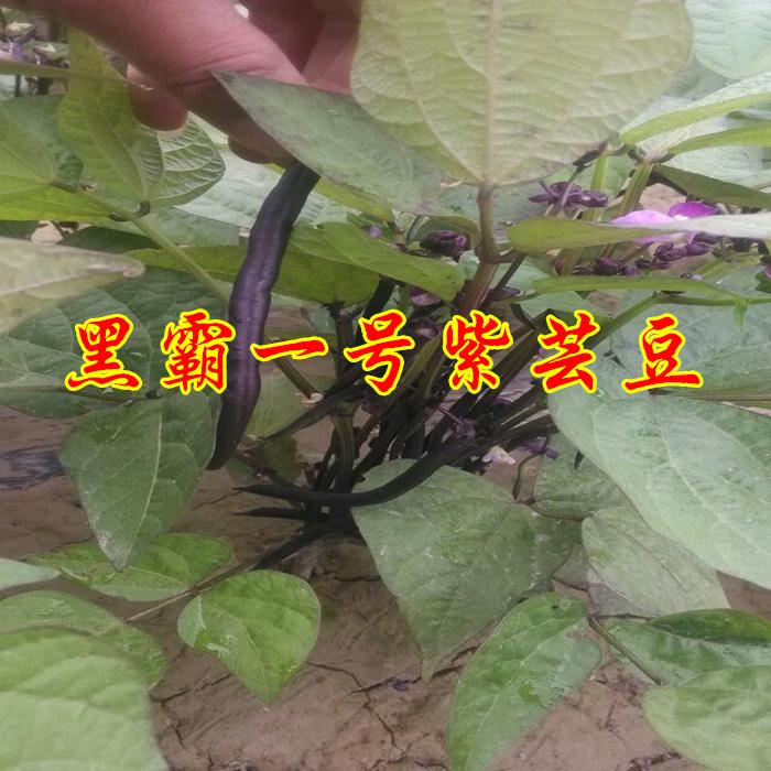 紫芸豆种子 四季豆 紫色架豆种子