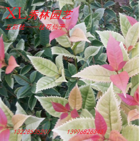 五彩桂花--------桂花仙子