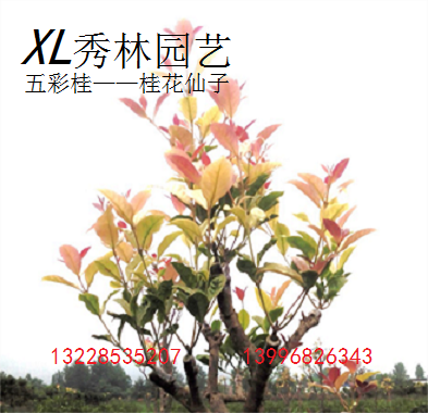 五彩桂花--------桂花仙子