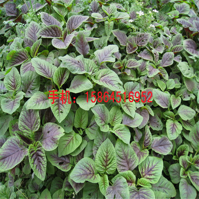 青苋菜种子 红苋菜种子批发