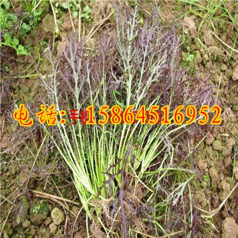 紫芥菜种子 紫水京菜