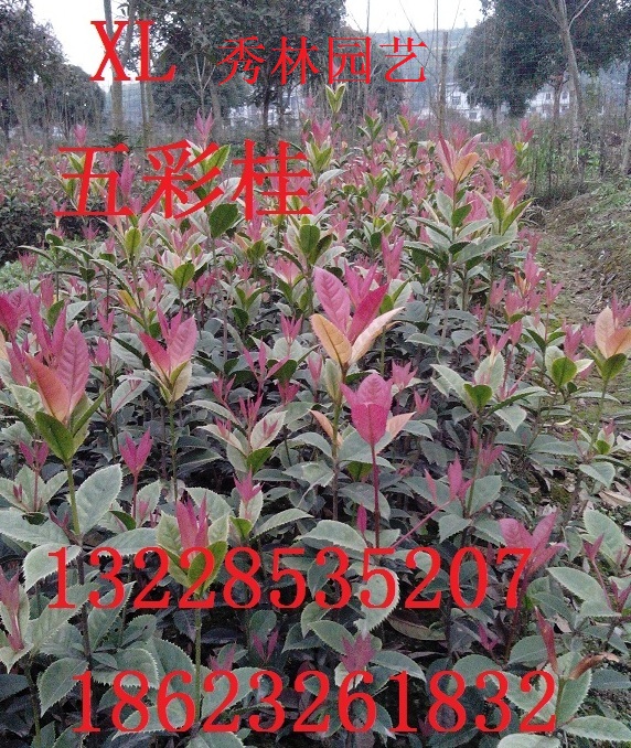 五彩桂花--------桂花仙子