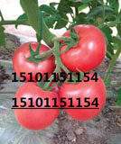 新品种番茄种子种苗|高产粉果番茄种子|荷兰番茄种子价格