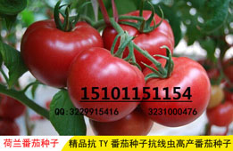 粉果番茄种子；荷兰粉霸番茄种子；高产西红柿番茄种子