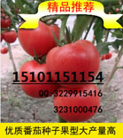 荷兰大粉番茄品种|越冬早春番茄种子价格