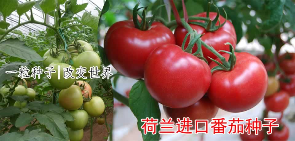 荷兰硬粉番茄种子；大粉进口番茄种子；荷兰番茄种子价格