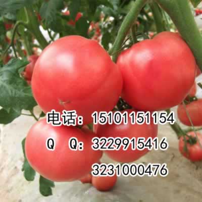 西红柿种子2021新品西红柿种子价格