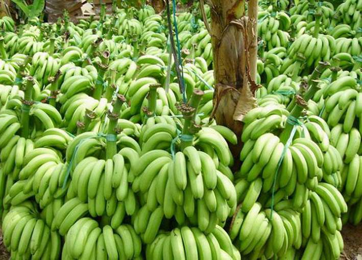 广东香蕉种植基地 湛江香蕉大面积产地
