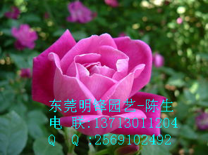 供应玫瑰 月季 东莞玫瑰 东莞租花