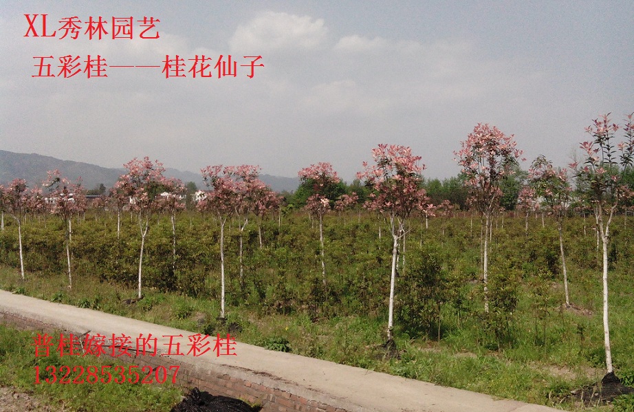 五彩桂____桂花仙子 彩叶桂