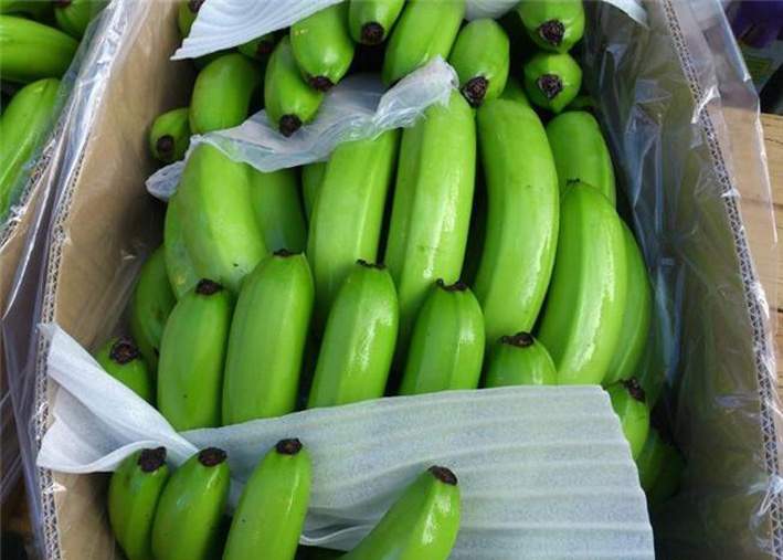 广东湛江最大香蕉产地 香蕉特产 香蕉代办