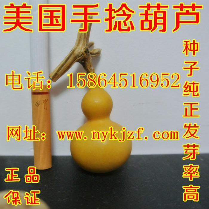 美国手捻葫芦种子