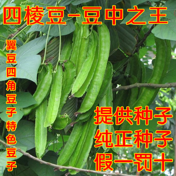 四棱豆种子批发