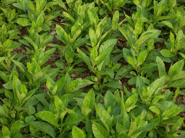 降糖草种苗 富贵菜种苗