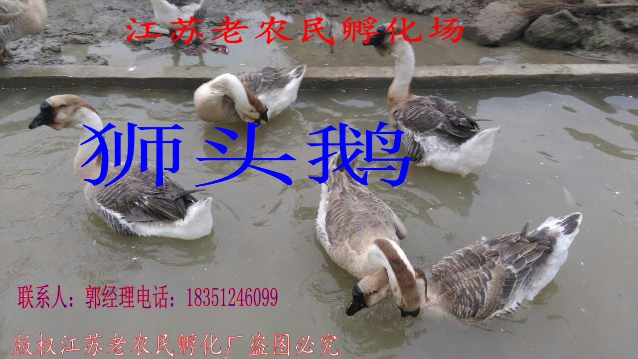江苏老农民孵化场出售优质鹅苗