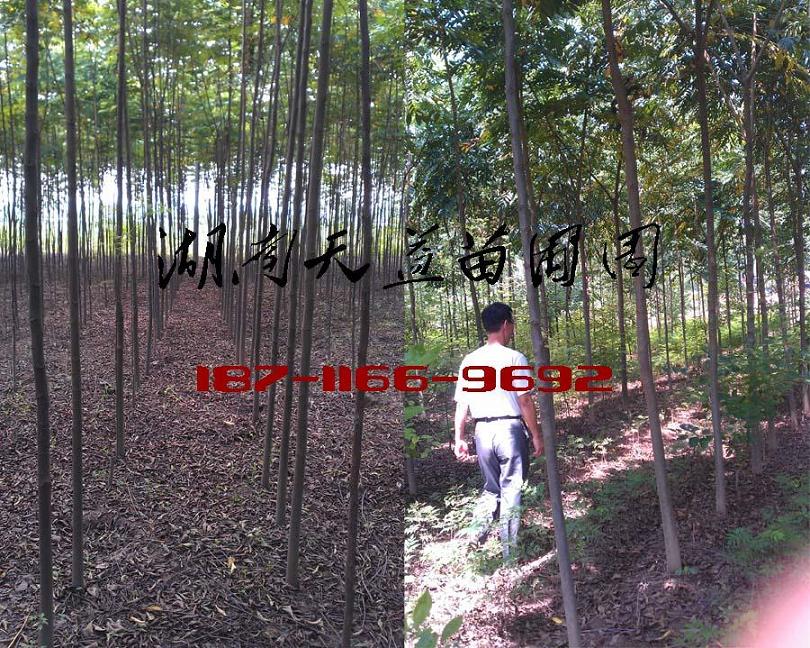 2公分栾树价格,3公分栾树价格,4公分栾树价格