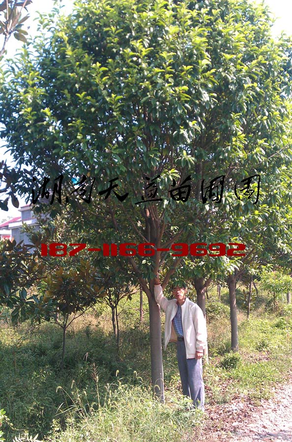 8公分乐昌含笑,9公分乐昌含笑,10公分乐昌含笑