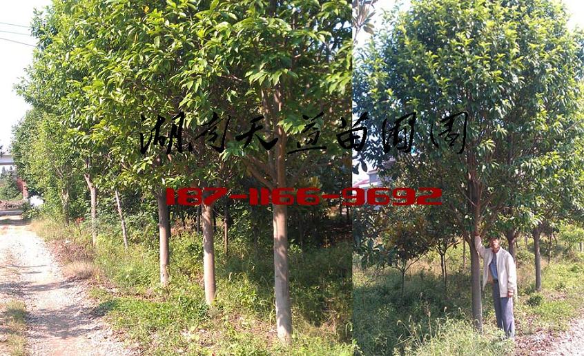 6公分乐昌含笑价格,8公分乐昌含笑价格