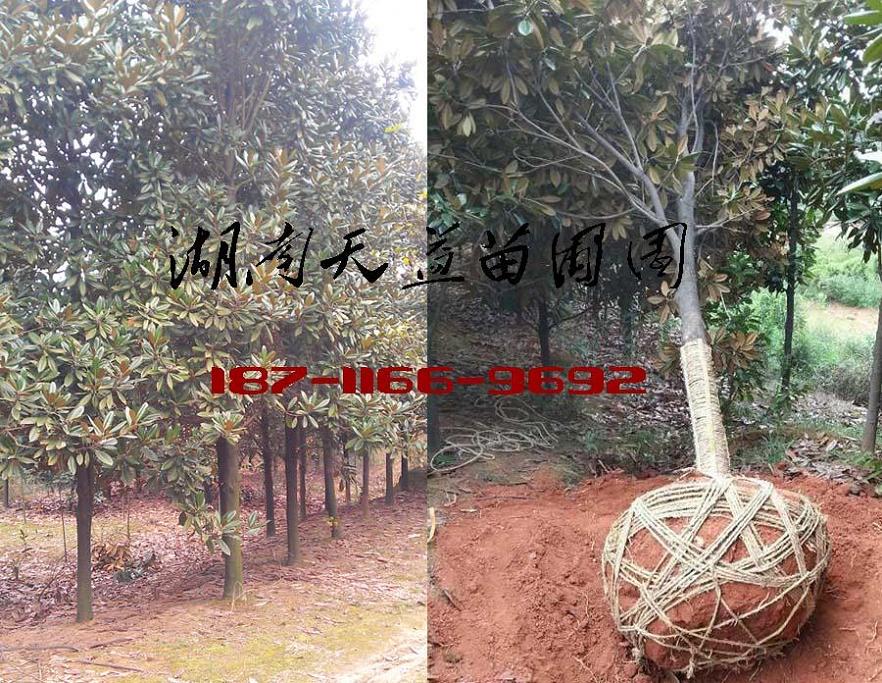 5公分广玉兰价格,8公分广玉兰价格
