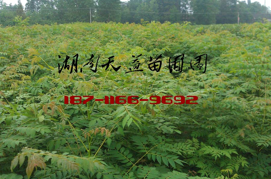 栾树苗价格,栾树小苗价格